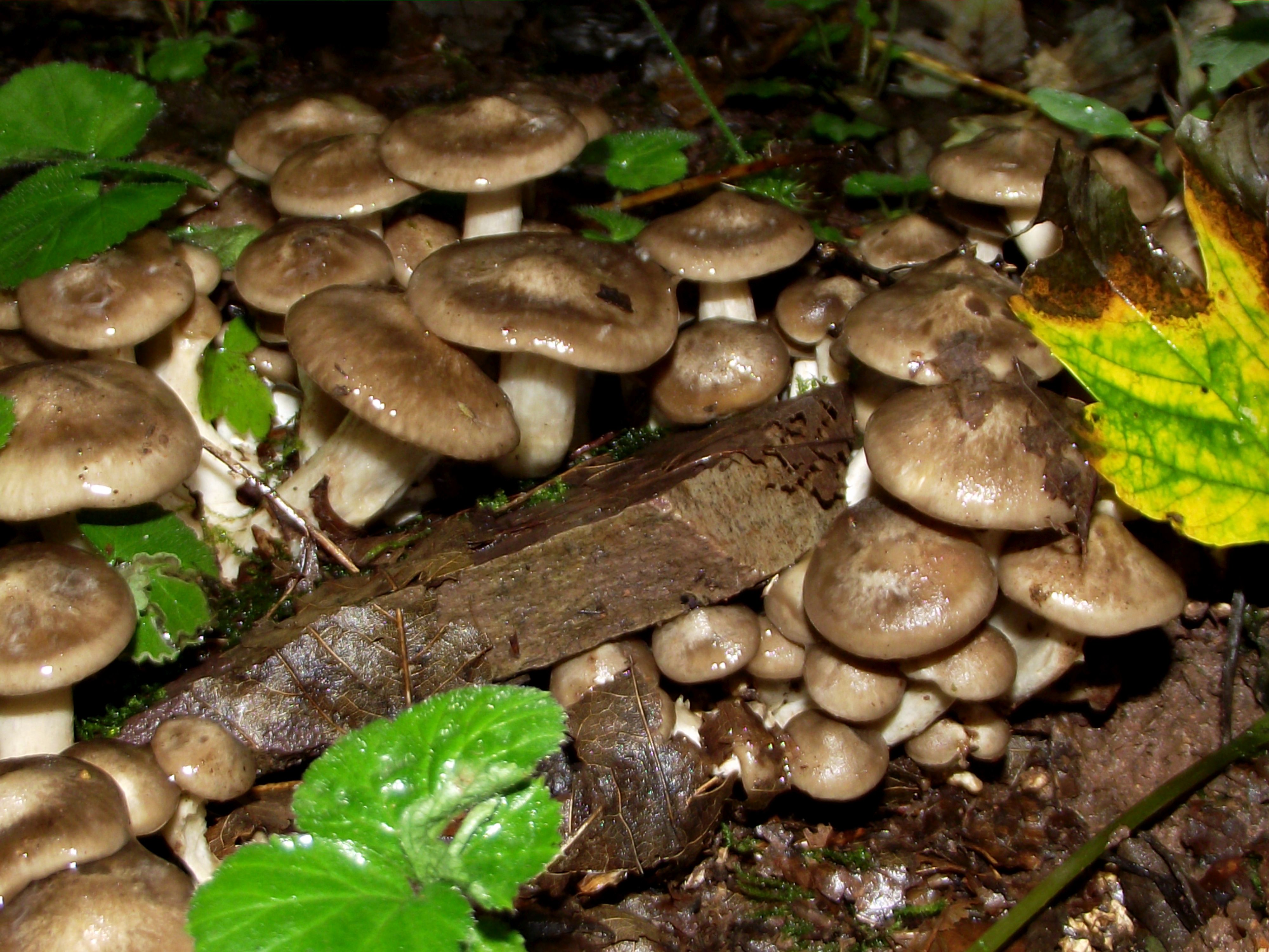 Büscheliger Rasling